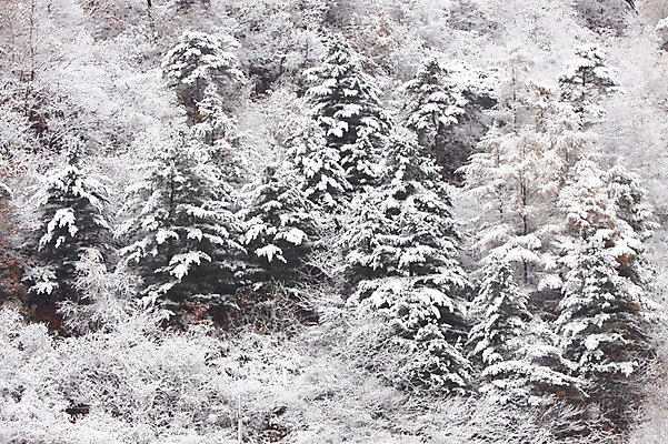 포토 JPG 주간 나무 식물 계절 설경 겨울 자연 산 한국 풍경 사람없음 야외 나뭇가지 눈 숲 국내포토 자연요소 아시아 날씨 생태계 파일형식