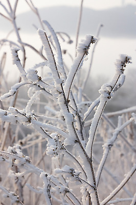 포토 JPG 주간 나무 식물 계절 설경 겨울 자연 산 한국 풍경 사람없음 야외 나뭇가지 눈 국내포토 자연요소 아시아 날씨 생태계 파일형식