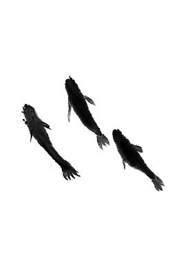 모양 PSD 동양문화 문양 캘리배경 백그라운드 일러스트 캘리그라피 붓터치 서예 잉크 세마리 어류 사람없음 라이프 수영 바다동물 수중동물 터치 먹 번짐 국내일러스트 동물 한국전통 문화 바다 3 생활 수상스포츠 파일형식 효과