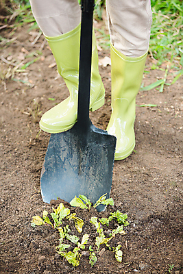 포토 JPG 해외이미지 식물 농업 비즈니스 자연 노동자 서기 취미 사람없음 야외 농장 환경 정원 성장 시골 신선 작업 행운 보호 삽 유기농 원예 먼지 소매 주인 내추럴 심기 원예사 세련 해외202105 해외포토 직업 웰빙 산업 컨셉 모션 생태계 파일형식