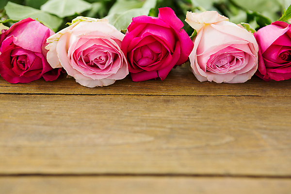 포토 JPG 해외이미지 전통 라이프스타일 기념일 꽃 기독교 종교 줄기 분홍색 결혼 잎 꽃무늬 아이디어 발렌타인데이 창조 선물 사랑 사람없음 목재 장미 스크린 축제 도전 축하 인사 신선 고급 널 연결 배열 스마트 향기 정리 돌봄 제안 줄서기 해외202105 해외포토 나무 식물 감정 컬러 컨셉 무늬 재료 모션 데이이벤트 이벤트 생활 예절 냄새 파일형식