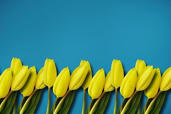 포토 JPG 해외이미지 무료이미지 디자인 꽃 백그라운드 패턴 추상 사람없음 빛 노란색 3D 디지털 튤립 질감 파란배경 만들기 애니메이션 발생 효과 해외202105 해외포토 식물 컬러 무늬 모션 파란색 디지털합성 파일형식 무료콘텐츠