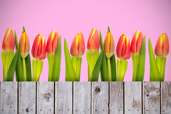 포토 JPG 해외이미지 무료이미지 직업 응시 꽃 행복 줄기 분홍색 백그라운드 오렌지 일러스트 전구 텍스트 응원 상상 벽지 성공 바닥 아이디어 서기 사람없음 목재 컴퓨터그래픽 그래픽 빨간색 초록색 단어 빛 울타리 갈색 노란색 디지털 튤립 자신감 그룹 널 낟알 엉덩이 박수 흰배경 펜싱 감탄 구두점 기르기 슬로건 스타일 카피스페이스 유행어 해외202105 해외포토 나무 식물 문자 시선 감정 스포츠 컬러 컨셉 과일 재료 모션 손짓 신체부위 담장 유행 공백 흰색 구두상점 돌봄 파일형식