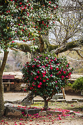 포토 JPG 주간 풍경 사람없음 야외 전라남도 동백 동백나무 강진 국내포토 자연요소 나무 꽃 전라도 파일형식