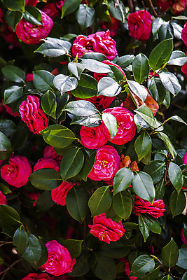 포토 JPG 주간 나뭇잎 사람없음 야외 전라남도 동백 동백나무 강진 국내포토 자연요소 나무 꽃 잎 전라도 파일형식