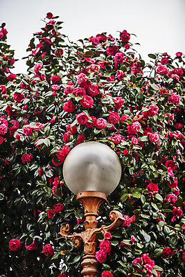 포토 JPG 주간 가로등 사람없음 야외 전라남도 동백 동백나무 강진 국내포토 자연요소 나무 공공시설 꽃 전라도 파일형식