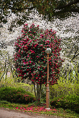 포토 JPG 주간 가로등 풍경 사람없음 야외 전라남도 풀숲 동백 동백나무 강진 국내포토 자연요소 나무 공공시설 꽃 숲 전라도 파일형식