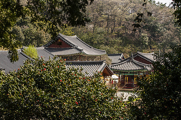 포토 JPG 주간 한국전통 나뭇잎 산 한옥 풍경 사람없음 야외 사찰 전라남도 백련사 강진 국내포토 자연요소 전통 고건축 잎 종교건축 한국 전라도 파일형식
