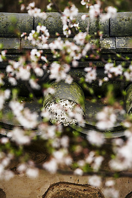 포토 JPG 주간 기와 풍경 사람없음 야외 소프트포커스 전라남도 매화 강진 별서정원 국내포토 자연요소 꽃 촬영기법 정원 전라도 파일형식