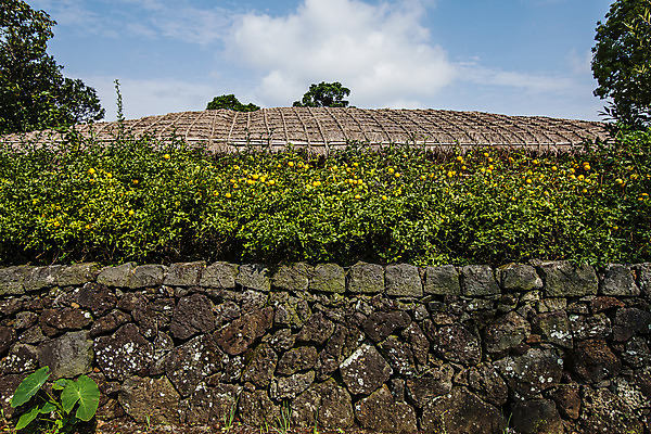 포토 JPG 주간 돌담 초가집 사람없음 야외 제주시 귤나무 전통집 국내포토 자연요소 나무 귤 한옥 주택 담장 제주도 돌_바위 파일형식