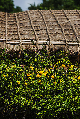 포토 JPG 주간 주택 초가집 사람없음 야외 제주시 귤나무 전통집 국내포토 자연요소 나무 귤 한옥 건물 제주도 파일형식
