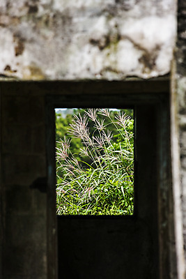 포토 JPG 주간 창문 갈대 사람없음 야외 제주시 소프트포커스 국내포토 자연요소 식물 촬영기법 제주도 파일형식