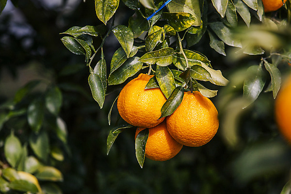 포토 JPG 주간 사람없음 야외 아웃포커스 제주시 소프트포커스 특산물 한라봉 국내포토 자연요소 과일 촬영기법 제주도 파일형식