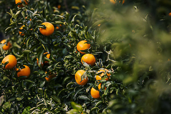 포토 JPG 주간 사람없음 야외 제주시 소프트포커스 특산물 천혜향 국내포토 자연요소 과일 촬영기법 제주도 파일형식