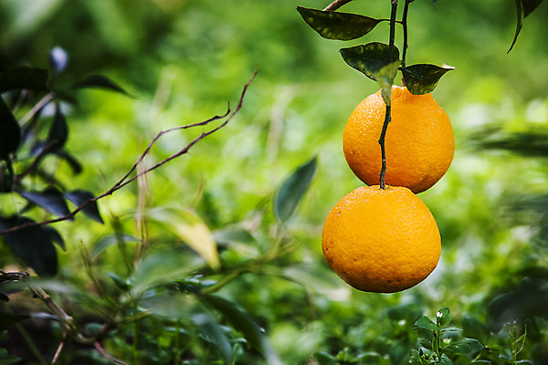 포토 JPG 주간 사람없음 야외 아웃포커스 제주시 특산물 한라봉 국내포토 자연요소 과일 촬영기법 제주도 파일형식