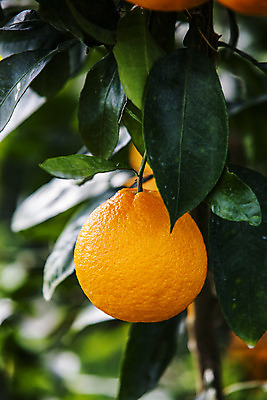 포토 JPG 주간 근접촬영 사람없음 야외 아웃포커스 제주시 특산물 한라봉 국내포토 자연요소 뷰포인트 과일 촬영기법 제주도 파일형식