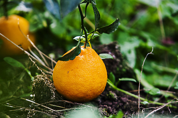 포토 JPG 주간 과일 근접촬영 사람없음 야외 아웃포커스 제주시 특산물 한라봉 국내포토 자연요소 뷰포인트 촬영기법 제주도 파일형식
