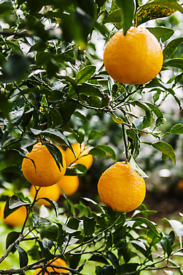 포토 JPG 주간 사람없음 야외 아웃포커스 제주시 특산물 한라봉 국내포토 자연요소 과일 촬영기법 제주도 파일형식