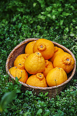 포토 JPG 주간 사람없음 야외 제주시 소쿠리 담기 특산물 한라봉 국내포토 자연요소 과일 모션 제주도 바구니 파일형식