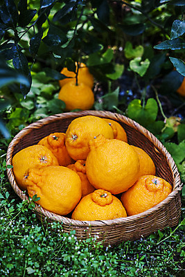 포토 JPG 주간 사람없음 야외 제주시 소쿠리 담기 특산물 한라봉 국내포토 자연요소 과일 모션 제주도 바구니 파일형식