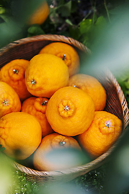 포토 JPG 주간 사람없음 야외 제주시 소쿠리 소프트포커스 담기 특산물 한라봉 국내포토 자연요소 과일 모션 촬영기법 제주도 바구니 파일형식