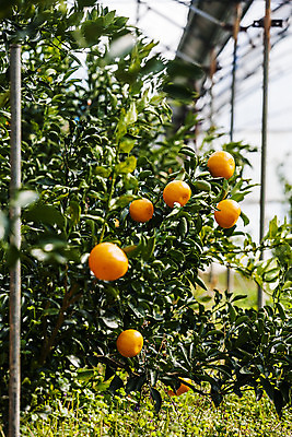 포토 JPG 주간 사람없음 야외 아웃포커스 제주시 특산물 천혜향 국내포토 자연요소 과일 촬영기법 제주도 파일형식
