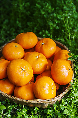 포토 JPG 주간 사람없음 야외 제주시 소쿠리 담기 특산물 천혜향 국내포토 자연요소 과일 모션 제주도 바구니 파일형식