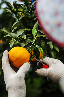 포토 JPG 주간 손 들기 야외 신체부위 제주시 소프트포커스 자르기 특산물 한라봉 국내포토 자연요소 과일 모션 촬영기법 사람 제주도 파일형식