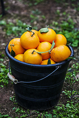 포토 JPG 주간 사람없음 야외 아웃포커스 제주시 양동이 담기 특산물 천혜향 국내포토 자연요소 과일 모션 촬영기법 제주도 파일형식