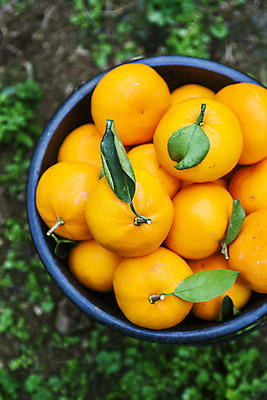 포토 JPG 주간 사람없음 야외 하이앵글 제주시 양동이 담기 특산물 천혜향 국내포토 자연요소 뷰포인트 과일 모션 제주도 파일형식