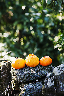 포토 JPG 주간 귤 사람없음 야외 아웃포커스 제주시 돌_바위 특산물 한라봉 천혜향 제철과일 국내포토 자연요소 과일 촬영기법 제주도 제철 파일형식