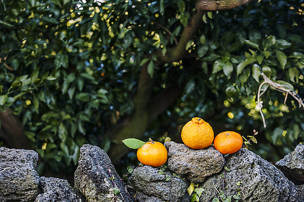 포토 JPG 주간 귤 사람없음 야외 제주시 돌_바위 특산물 한라봉 천혜향 제철과일 국내포토 자연요소 과일 제주도 제철 파일형식