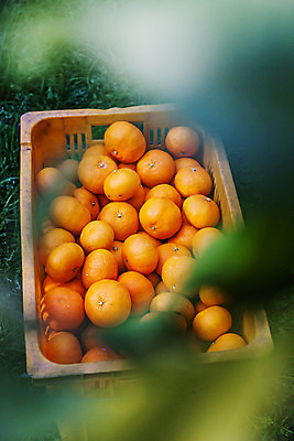 포토 JPG 주간 사람없음 야외 제주시 바구니 소프트포커스 담기 특산물 천혜향 국내포토 자연요소 과일 모션 촬영기법 제주도 파일형식