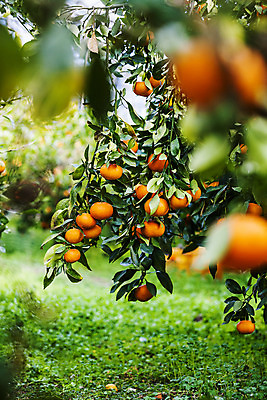 포토 JPG 주간 사람없음 야외 제주시 소프트포커스 특산물 천혜향 국내포토 자연요소 과일 촬영기법 제주도 파일형식