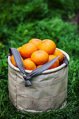 포토 JPG 주간 사람없음 야외 아웃포커스 제주시 바구니 담기 특산물 천혜향 국내포토 자연요소 과일 모션 촬영기법 제주도 파일형식