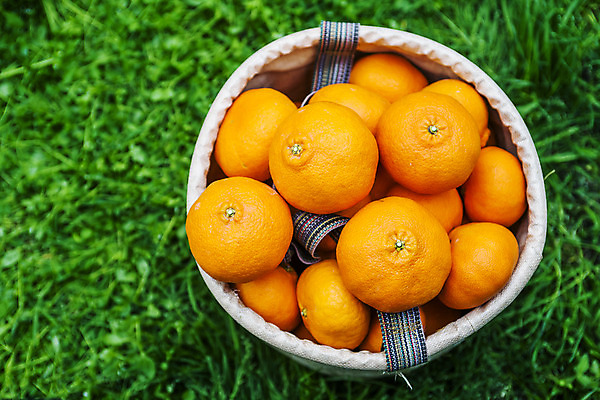 포토 JPG 주간 사람없음 야외 제주시 바구니 담기 특산물 한라봉 국내포토 자연요소 과일 모션 제주도 파일형식