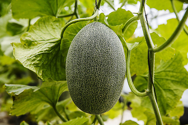 포토 JPG 주간 사람없음 야외 아웃포커스 경주 멜론 경상북도 특산물 국내포토 자연요소 과일 촬영기법 경상도 파일형식