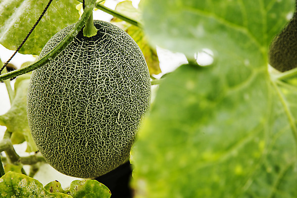 포토 JPG 주간 사람없음 야외 아웃포커스 경주 멜론 경상북도 특산물 국내포토 자연요소 과일 촬영기법 경상도 파일형식