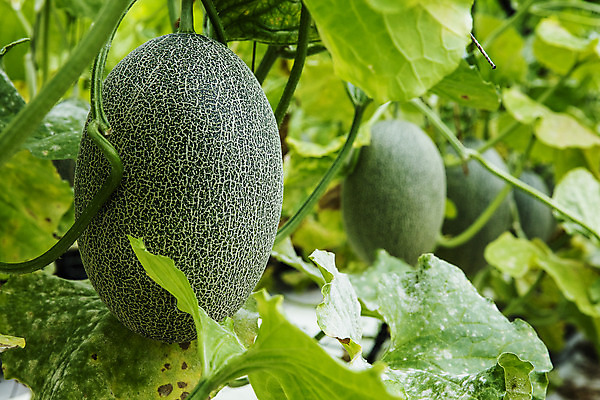 포토 JPG 주간 사람없음 야외 아웃포커스 경주 멜론 경상북도 특산물 국내포토 자연요소 과일 촬영기법 경상도 파일형식