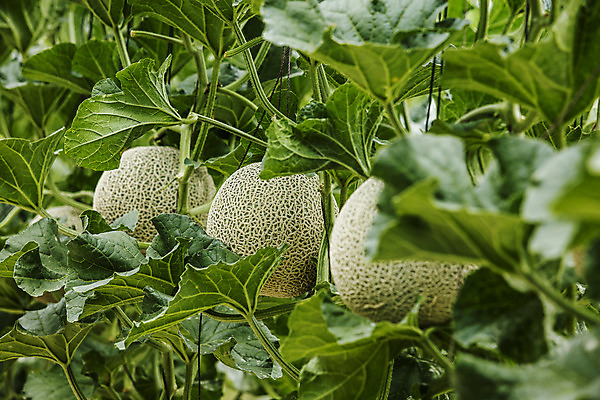포토 JPG 주간 사람없음 야외 경주 멜론 경상북도 특산물 국내포토 자연요소 과일 경상도 파일형식