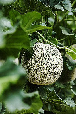 포토 JPG 주간 사람없음 야외 경주 소프트포커스 멜론 경상북도 특산물 국내포토 자연요소 과일 촬영기법 경상도 파일형식