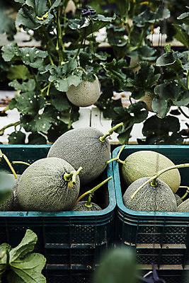 포토 JPG 주간 사람없음 야외 바구니 경주 멜론 경상북도 담기 특산물 국내포토 자연요소 과일 모션 경상도 파일형식