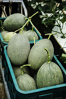 포토 JPG 주간 사람없음 야외 바구니 경주 멜론 경상북도 담기 특산물 국내포토 자연요소 과일 모션 경상도 파일형식