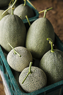 포토 JPG 주간 사람없음 야외 바구니 경주 멜론 경상북도 담기 특산물 국내포토 자연요소 과일 모션 경상도 파일형식