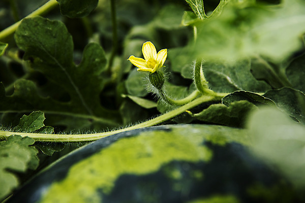 포토 JPG 주간 꽃 수박 사람없음 야외 소프트포커스 경상북도 특산물 고령 제철과일 과채 국내포토 자연요소 식물 채소 과일 촬영기법 경상도 제철 파일형식