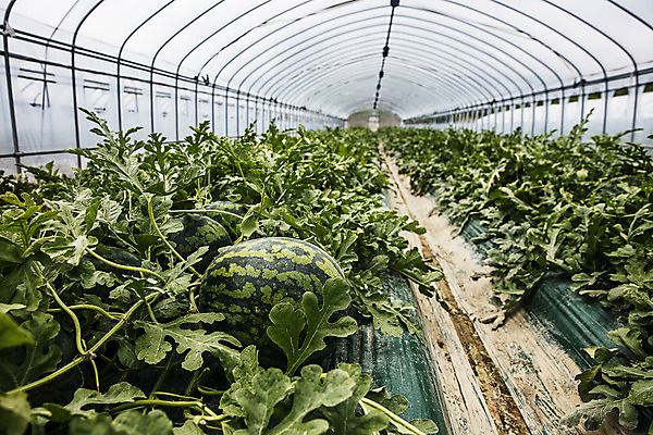 포토 JPG 주간 여름음식 수박 실내 사람없음 경상북도 특산물 비닐하우스 고령 수박밭 제철과일 과채 국내포토 자연요소 음식 밭 농업 채소 과일 내부 경상도 제철 파일형식 여름_계절