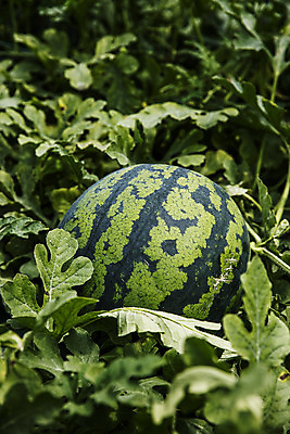 포토 JPG 주간 여름음식 수박 사람없음 야외 경상북도 특산물 고령 제철과일 과채 국내포토 자연요소 음식 채소 과일 경상도 제철 파일형식 여름_계절