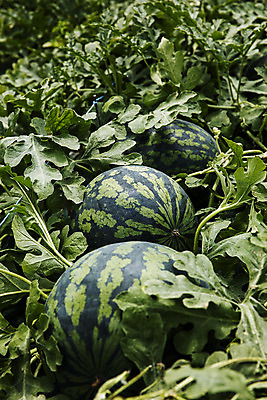 포토 JPG 주간 여름음식 수박 사람없음 야외 경상북도 특산물 고령 수박밭 제철과일 과채 국내포토 자연요소 음식 밭 채소 과일 경상도 제철 파일형식 여름_계절