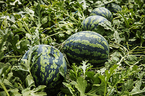 포토 JPG 주간 여름음식 수박 사람없음 야외 경상북도 특산물 고령 수박밭 제철과일 과채 국내포토 자연요소 음식 밭 채소 과일 경상도 제철 파일형식 여름_계절