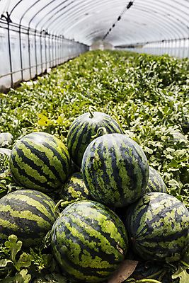 포토 JPG 주간 여름음식 수박 실내 사람없음 경상북도 특산물 비닐하우스 고령 수박밭 제철과일 과채 국내포토 자연요소 음식 밭 농업 채소 과일 내부 경상도 제철 파일형식 여름_계절